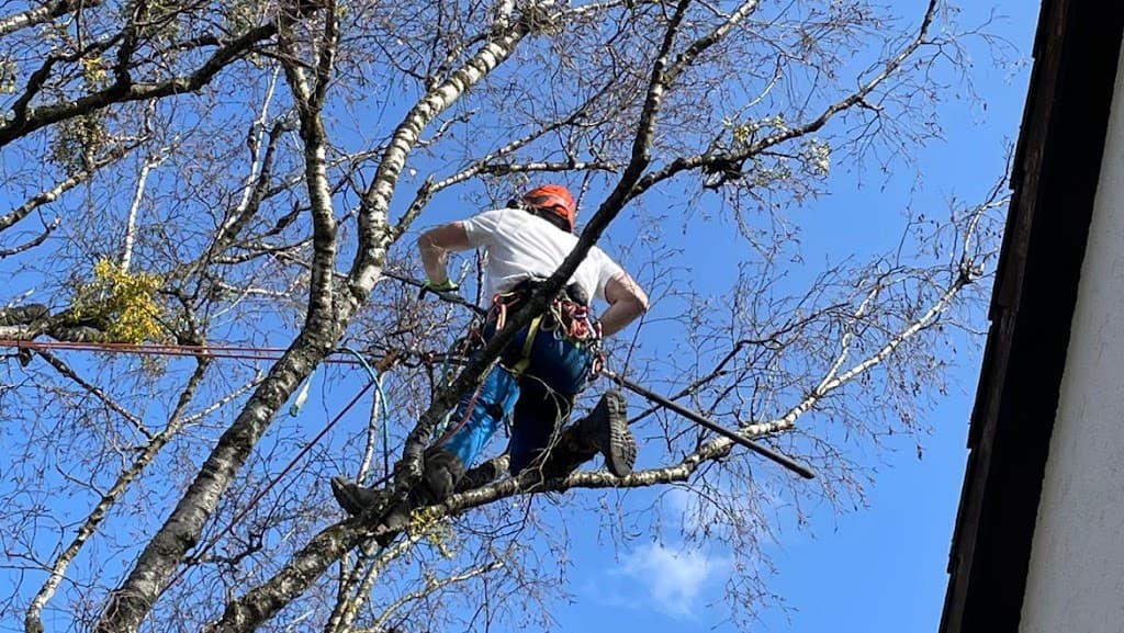 Treevarna Baumpflege München