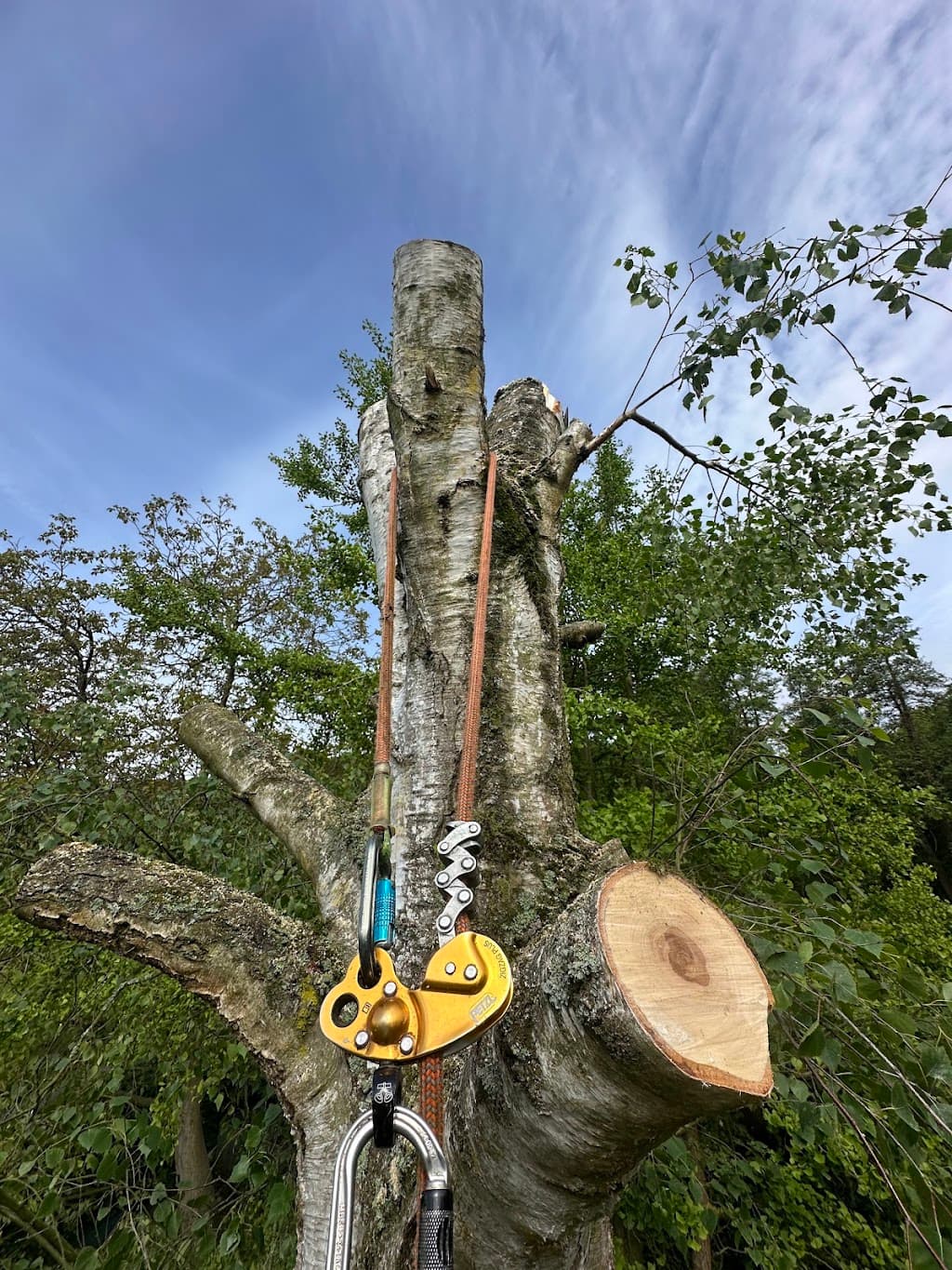 Die Baumbuben | Baumpflege — 1