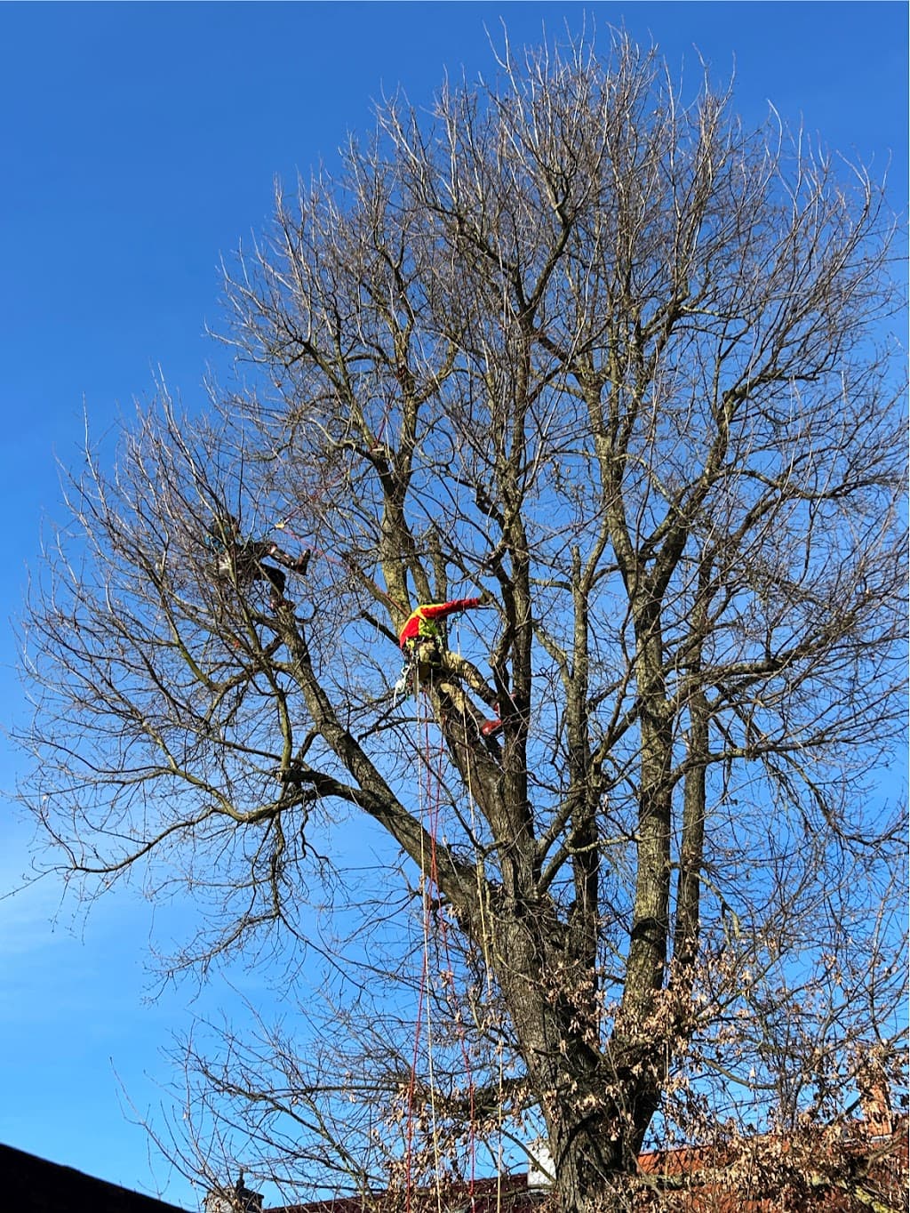 Baumpflege Venz