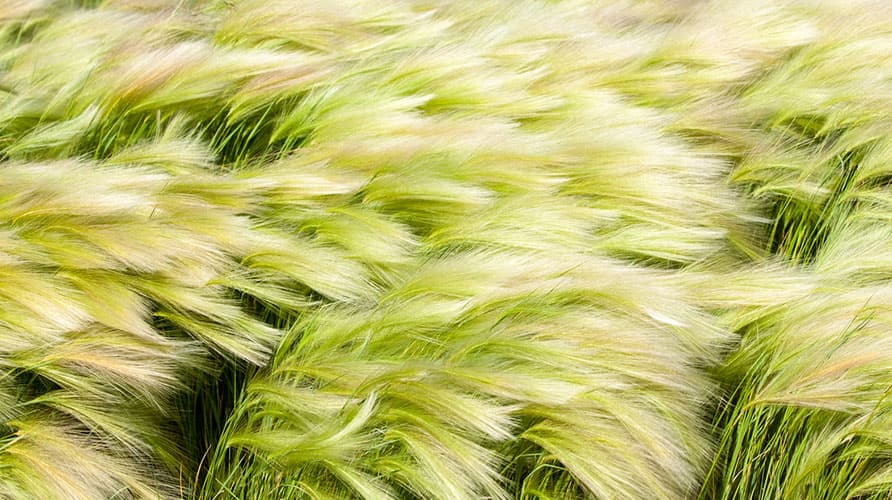 Arne Meissner – Garten- und Landschaftsbau