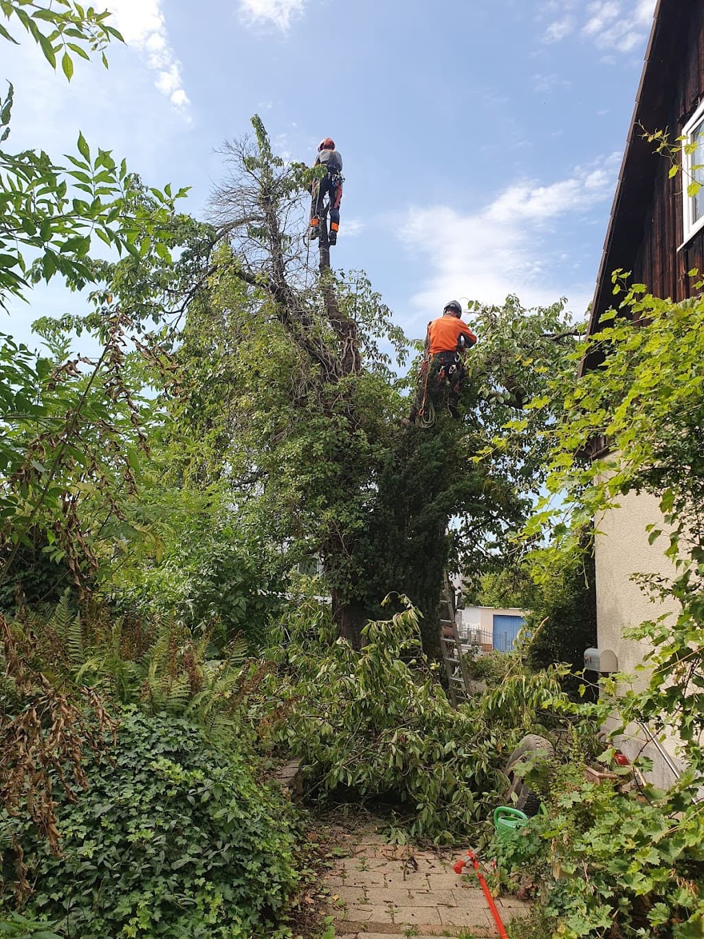 Stammwerk | Baumpfleger | Baumfällung | Gartenpflege