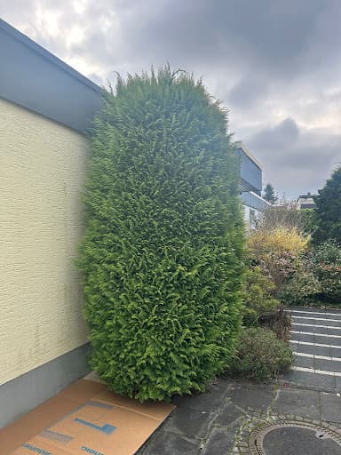 GreenTeam Gartenpflege und Gestaltung Köln — Kundenfoto