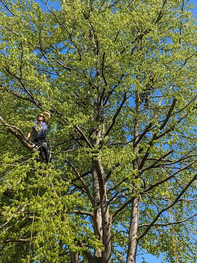 Arboristik im Norden - Fachbetrieb Baumpflege — Kundenfoto
