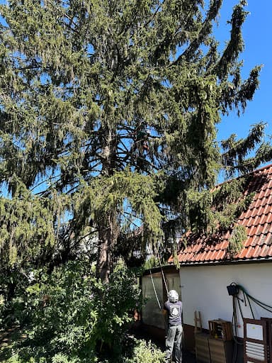 Baumpflege Redwood — Kundenfoto