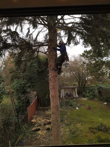 Baumpflege Redwood — Kundenfoto