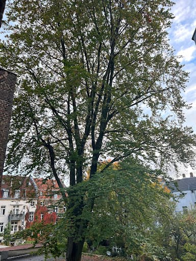 Baumdienst Botanick — Kundenfoto