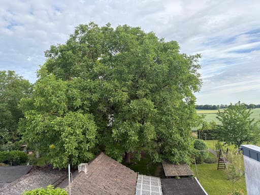 Baumdienst Botanick — Kundenfoto