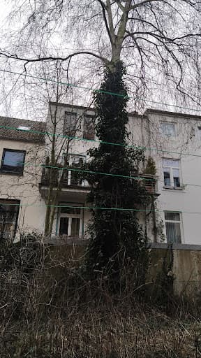 Bremer Baumdienst GmbH — Kundenfoto