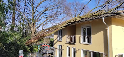 Banks Baumpflege | Baumfällungen | Baumgutachten | Bonn, Köln und Rhein-Sieg-Kreis — Kundenfoto