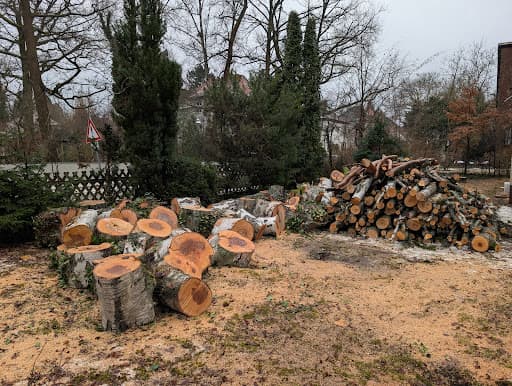 Baum Fella – Professionelle Baumpflege & Baumfällung Berlin Brandenburg — Kundenfoto