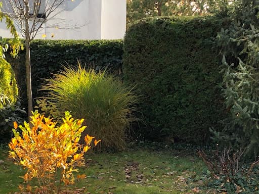 Baumglück Baumpflege GmbH — Kundenfoto