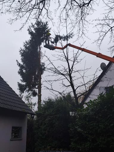 E. Düsseldorf Baumpflege GmbH — Kundenfoto
