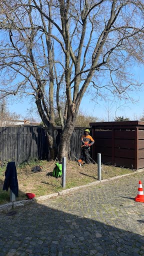 Baumpflege Fleischer Leipzig — Kundenfoto