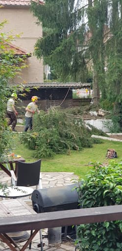 Baumpflege Kasper GmbH - Baumschnitt & Baumfällung Berlin — Kundenfoto