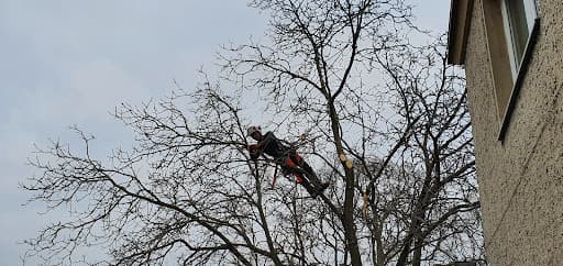Baumpflege Kasper GmbH - Baumschnitt & Baumfällung Berlin — Kundenfoto