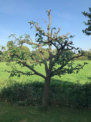 Gartengestaltung Heuermann Münster — Kundenfoto