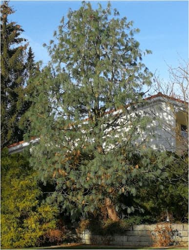 probaum München - Baumpflegenetzwerk — Kundenfoto